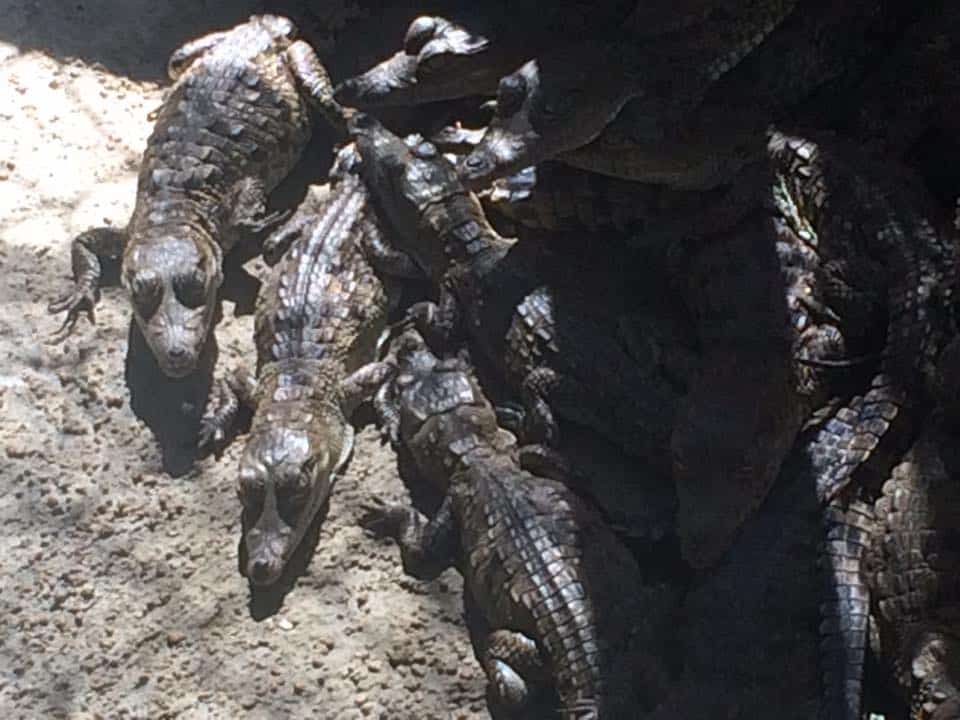 Baby Crocodiles