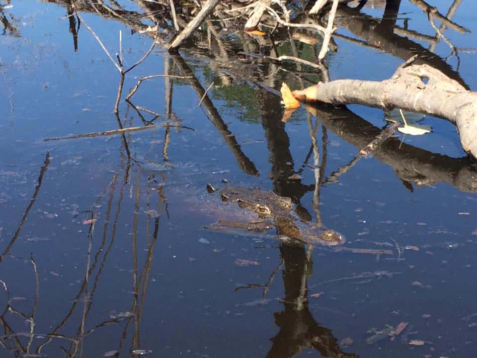 Crocodile on the River