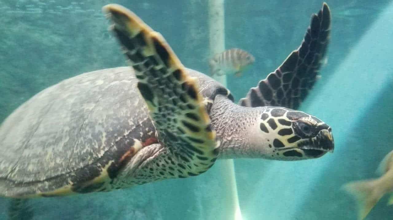 Beautiful Sea Turtles