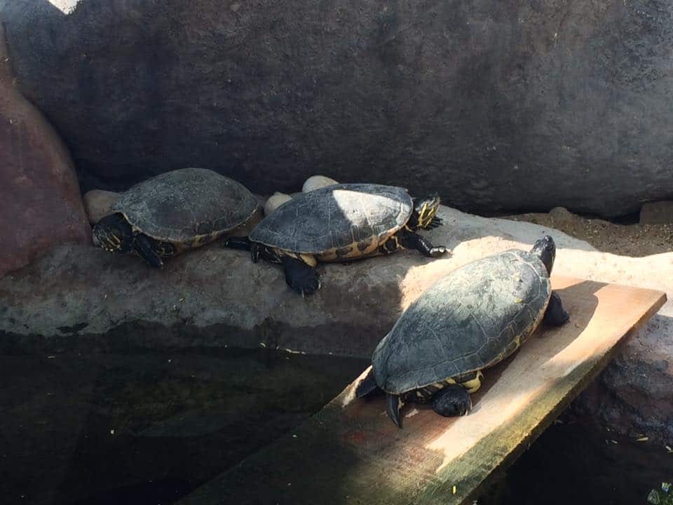 More Turtles