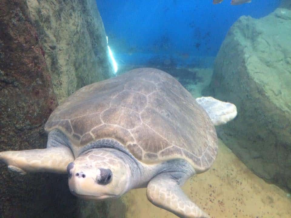 Another Sea Turtle in Huatulco