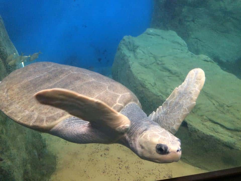 Mexican Sea Turtle