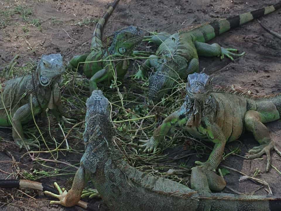 Feeding time for the Iguanas