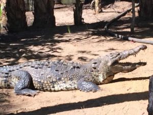 Huatulco Crocodile Tour