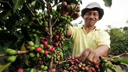 Coffee Plantation in Huatulco